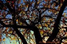 Apricot Tree 11-6-2016.jpg