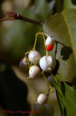 White Berries 11-6-2016.jpg