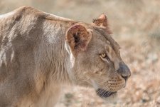 Knoxville Zoo--6.jpg