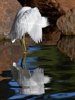 Egret2.jpg