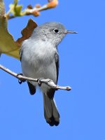 BluGrayGnatCatcher3.jpg