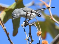 BluGrayGnatCatcher6.jpg