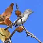 BluGrayGnatCatcher.jpg