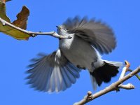 BluGrayGnatCatcher5.jpg
