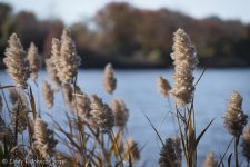 DSC_2021 vignette low res.jpg