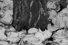 the leaves fell like snow.jpg