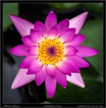 flower-45mm-.jpg