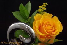 Yellow Rose 11-8-2016.jpg