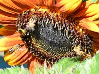Bees.jpg