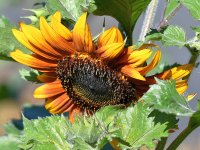 Sunflower2.jpg