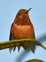Hummer3.jpg