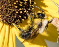 Bee-185.jpg