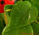 Lady Bug Planter #3 11-9-2016.jpg