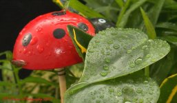 Lady Bug Planter #4 11-9-2016.jpg