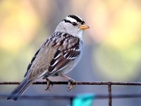 Sparrow2.jpg