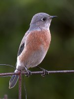 Bluebird2.jpg