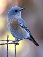 Bluebird5.jpg