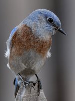 Bluebird11.jpg