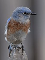 Bluebird8.jpg
