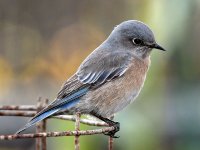 Bluebird7.jpg