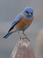 Bluebird6.jpg