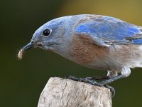 Bluebird13.jpg