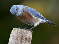 Bluebird14.jpg