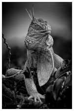 11-8-16 Wako    14BWsm.jpg