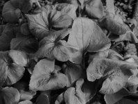 green leaves -- X1 filter.jpg