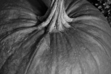 Pumpkin # 5.jpg