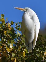 Egret.jpg
