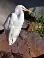 Egret2.jpg