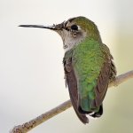 Hummer8.jpg