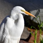 Egret3.jpg