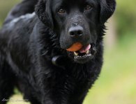 Fetch-2202.jpg
