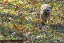 Afternoon walk JG-7264.jpg