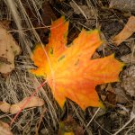 20161016-VFA_3152.jpg