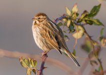 Oare Marshes08.jpg