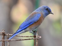 Bluebird2.jpg