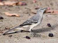 Mockingbird3.jpg