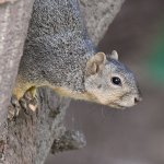 Squirrel.jpg