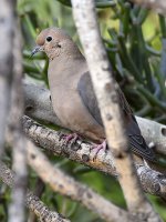 Dove.jpg