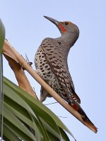 Flicker4.jpg