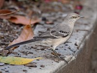 Mockingbird.jpg