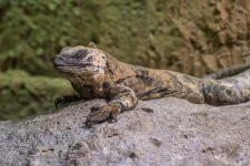 Knoxville Zoo-4597.jpg