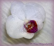 White Orchid  #3 11-11-2016.jpg