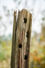 D73_0088-2.jpg