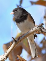 Junco4.jpg