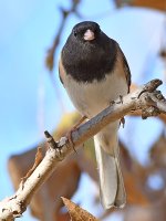 Junco5.jpg