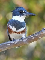 Kingfisher2.jpg